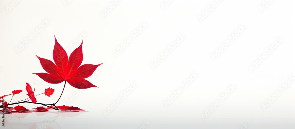 Poster a red leaf against a white backdrop creates a striking copy space image.