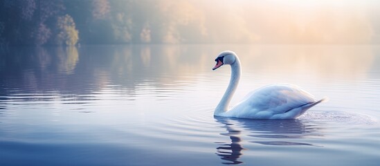 Fototapeta premium Swan floating gracefully on serene lake, surrounded by copy space image,