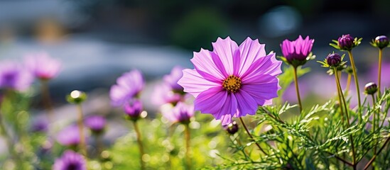 A blooming purple margaret flower in a garden with a vibrant look and an elegant appearance, suitable for adding text or other elements in the copy space image.