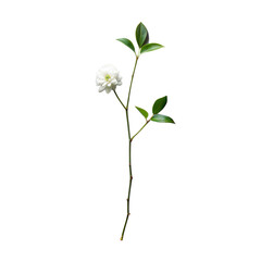 Fototapeta premium A single white flower stem with green leaves