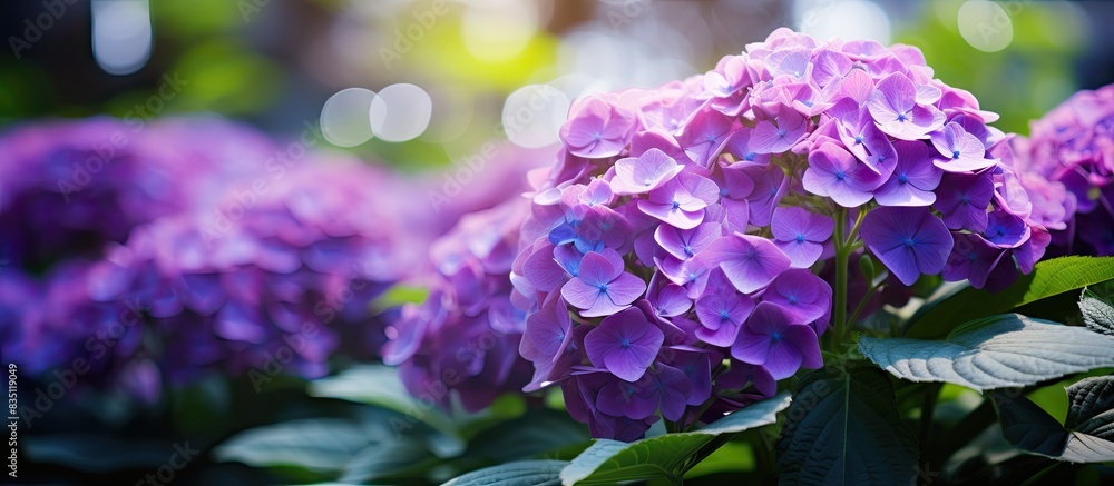 Aufkleber purple hydrangea flowers in the garden, providing a vibrant burst of color against a backdrop of lus