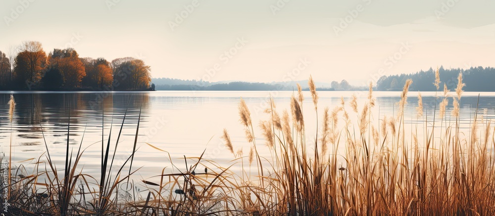 Poster autumn scenery featuring a lake surrounded by tall reeds, with a serene ambiance and ample copy spac