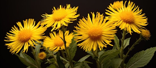"Inula magnifica, also known as nard or nardus, is a delightful herb with vibrant blooms perfect for a copy space image."