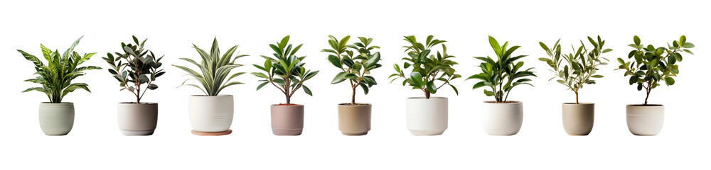 Plant png element set on transparent background