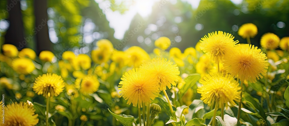 Poster Dandelions in yellow bloom against a backdrop of lush greenery, creating a picturesque scene with copy space image.