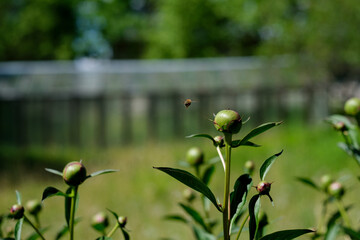 An ant is on an unbloomed flower. The bee flies. Unbloomed flowers are visible.