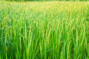 Paddy fields rice plants are seen close up in the indian Sundarbans, the largest mangroves forest in the world. Pristine rural habitat in the countryside of India