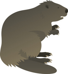 Color vector illustration of standing beaver builder side view. Wild animal semiaquatic rodent isolated on white background. Wildlife of the world.