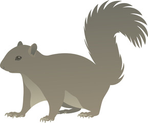 Color vector illustration of standing squirrel side view. Wild small rodent animal isolated on white background. Wildlife of the world. © Anastasiia Neibauer