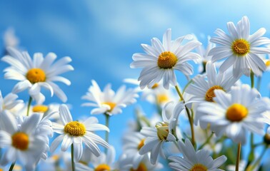 Fototapeta premium Beautiful Daisies with Green Stems and Yellow Centers Against a Blue Sky Background. Close-Up Spring Nature Banner or Mockup Template for Design Works.