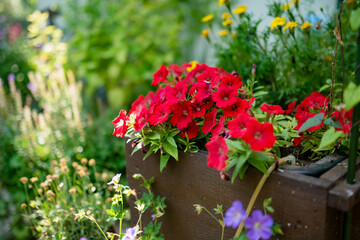 Beautiful red petunia flowers blossoming in flower pots in a backyard.