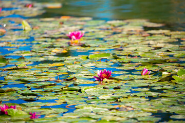 Lotus pond. Water lily close up. Sacred lotus flower in Buddhism. Calmness and tranquility. Spa...