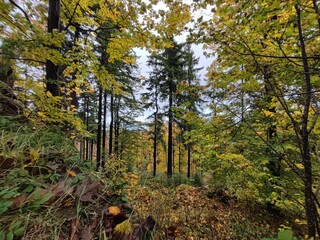 Obraz premium autumn in the forest