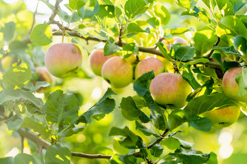 Ripening apples on apple tree branch on warm summer day. Harvesting ripe fruits in an apple orchard. Growing own fruits and vegetables in a homestead.