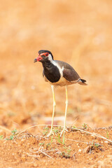 red-winged blackbird
