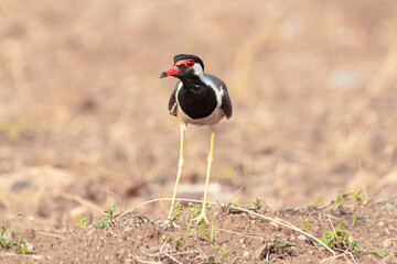 red-winged blackbird