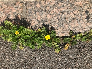Flower growing through stones