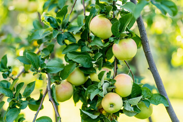 Ripening apples on apple tree branch on warm summer day. Harvesting ripe fruits in an apple orchard. Growing own fruits and vegetables in a homestead.