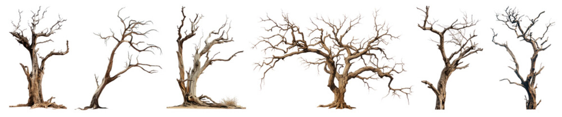Fototapeta premium Dried tree png element set on transparent background