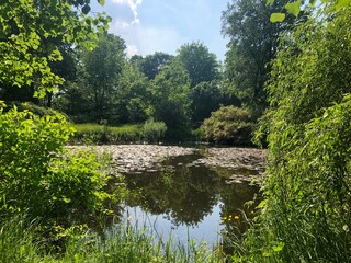 pond in the park
