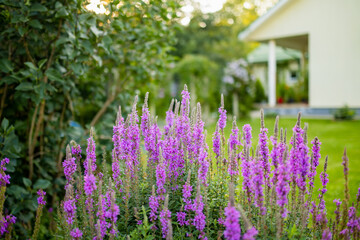 Fototapeta premium Purple loosestrife flowers blossoming in the garden on sunny summer day. Lythrum tomentosum or spiked loosestrife on a flower bed.