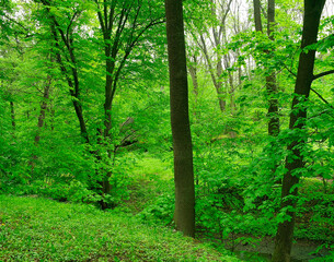 Green forest in the morning, spring in the park, path in the woods