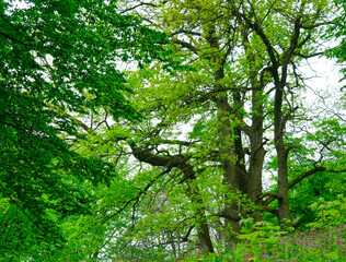 Obraz premium Green forest in the morning, spring in the park, path in the woods