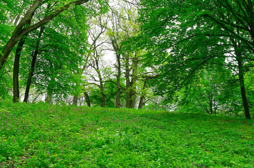 Green forest in the morning, spring in the park, path in the woods