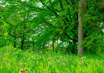 Green forest in the morning, spring in the park, path in the woods