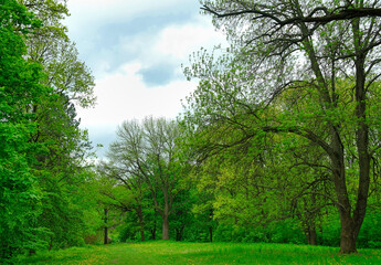 Green forest in the morning, spring in the park, path in the woods