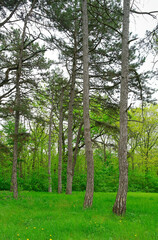 Fototapeta premium Green forest in the morning, spring in the park, path in the woods