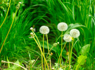 Still life, dandelion on green grass