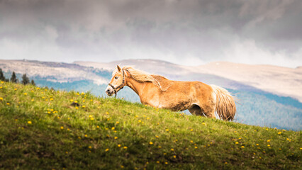 horse in the meadow