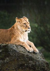portrait of a lioness