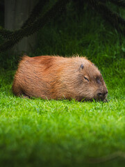 Capybara Sleep