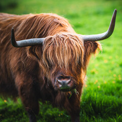 scottish highland cow