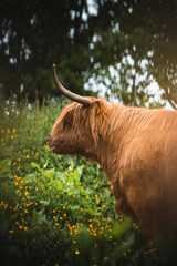 highland cow with horns