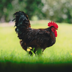 rooster on the grass