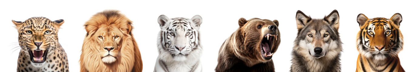 Fototapeta premium Animal wildlife head png element set on transparent background