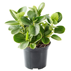 A photo of a Baby Rubber Plant isolated on white backgrounds