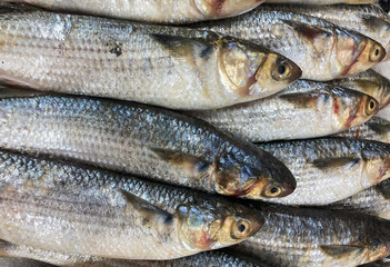 Raw Fresh Seafood on Ice Stand at Market. White meat fish. Close Up