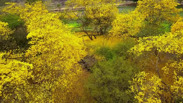 aerial view ascending of a group of guayacan trees with beautiful yellow flowers blooming 2.7K