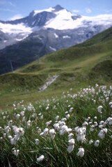 Wollgrass in einem Feuchtgebiet Nähe Geraer Hütte in den Zillertaler Alpen, Österreich - Tour 2001