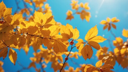 Beautiful bright autumn nature panoramic background with golden yellow leaves and orange autumn berries glows in the sun on a background of blue and turquoise sky close-up, free copy cpace.