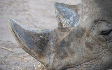 Rhino muzzle close-up, focus on the horn. Animal portrait