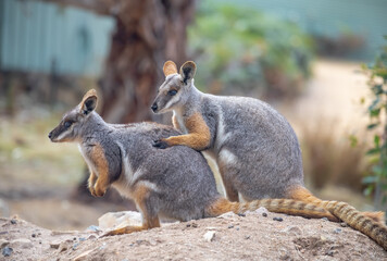 Couple of beautiful yellow-footed rock wallabies. Australian kangaroos, cute animals in nature. Close-up