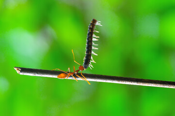 red ants fighting over food in the morning