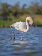 Fototapeta premium One walking pink flamingo (Phoenicopterus roseus) in wild nature