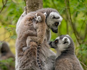 Obraz premium Family of ring tailed lemurs (catta lemurs) in a tree