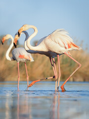 Pink flamingo  (Phoenicopterus roseus)  in wild nature